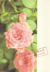(2008)ʥץ쥹ȡˡΣ£Ƚϡ22P 